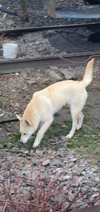 Прилаштовуються в добрі руки