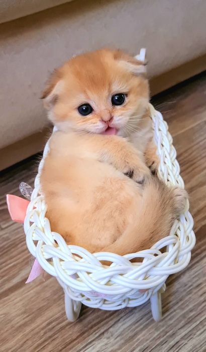 Кукольные малыши, котята золотая шиншилла