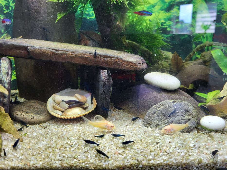 Krewetki Blue Velvet