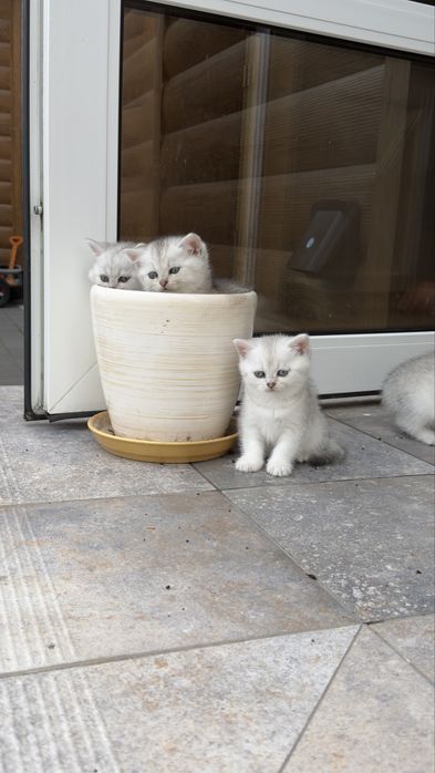 Котенята срібна шиншила/ британське кошиня / коти