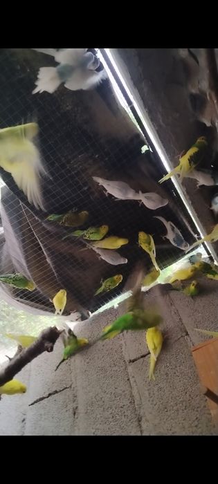 Piriquitos deste ano para ceder