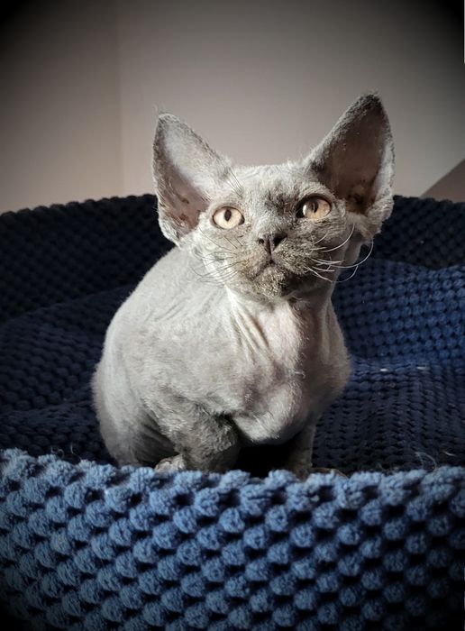 Kociak Devon Rex - Felis Polonia