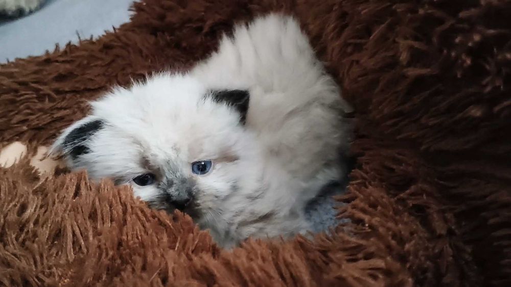 Kociak Neva masquerade/syberyjski