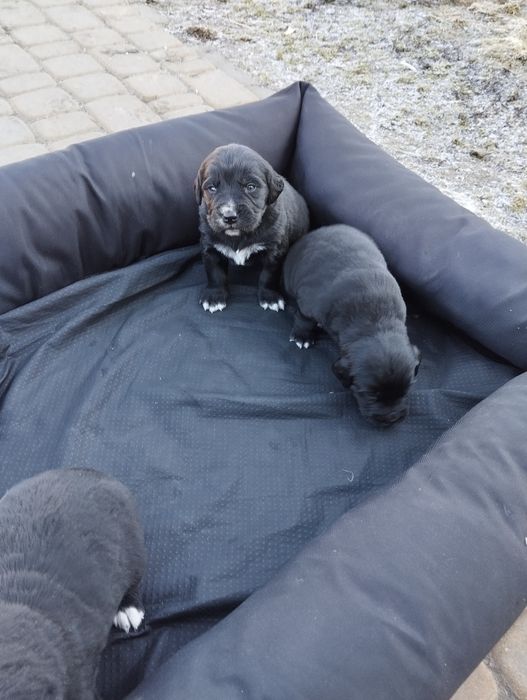 Berneński pies pasterski