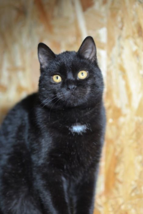 Кот Бадди 1 год,  красивый активный котик, котенок