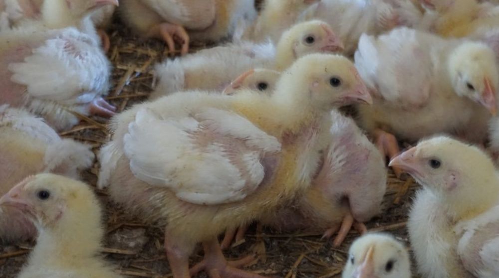 Kury brojlery ROSS-308