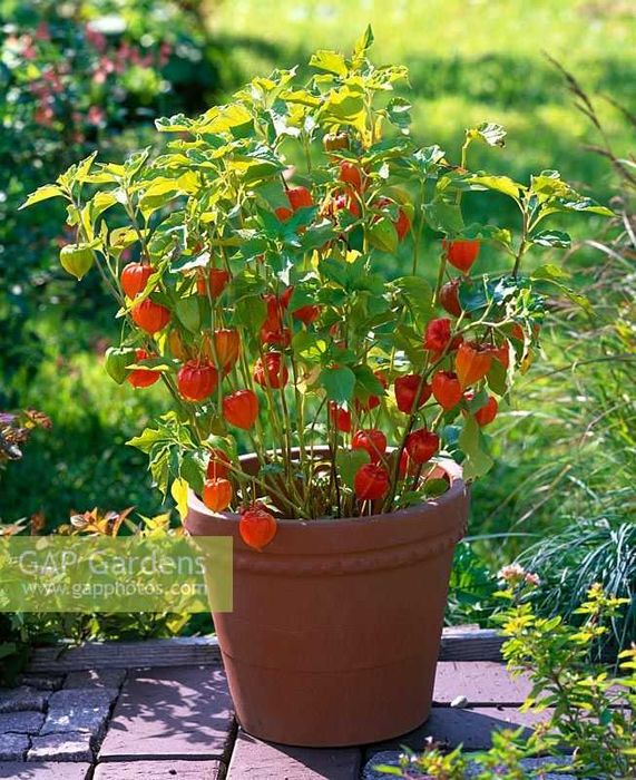 50 Sementes de Lanterna Chinesa - Physalis franchetii
