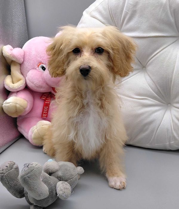 Продаються ніжні мальтіпу F1 у теплій карамельній палітрі 4міс Київ