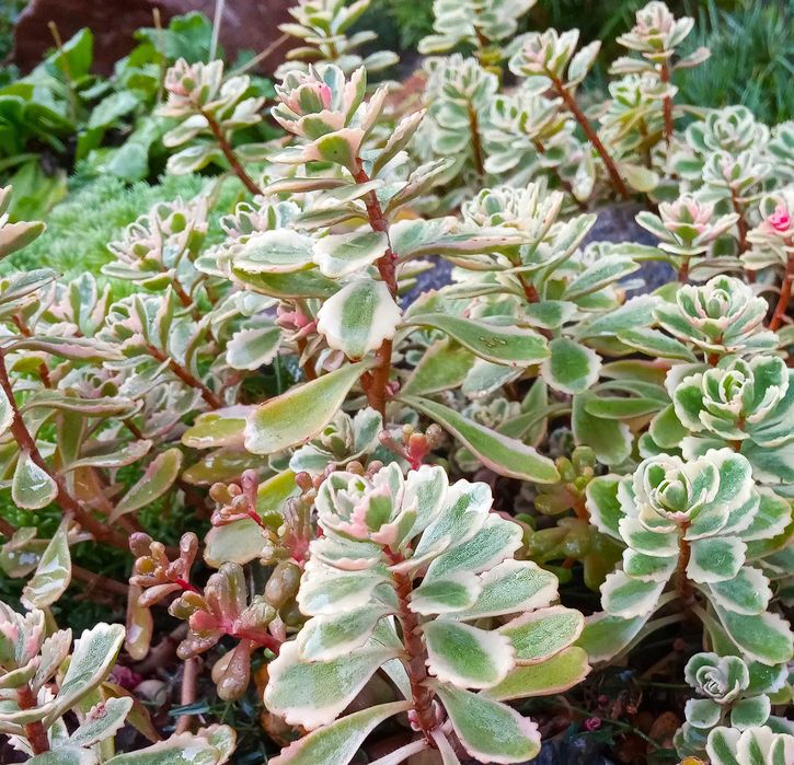 СУКУЛЕНТИ ВУЛИЧНІ. Очиток, седум, молодило