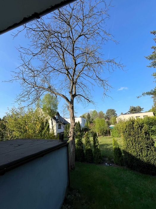Sprzedam drzewo orzech - Katowice - wycinka we własnym zakresie