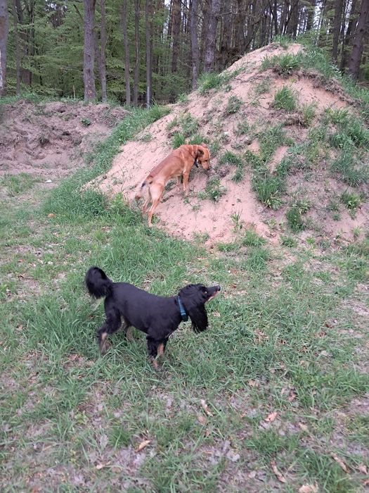 Hotel dla psów I innych futrzaczków