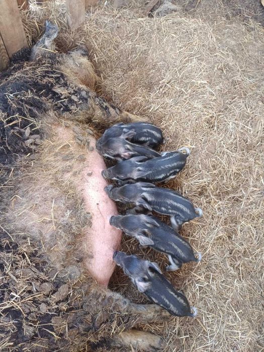 Knur mangalica do rozpłodu / hodowli / uboju