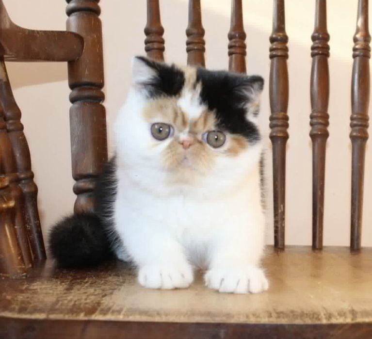 Кошечка порды экзот