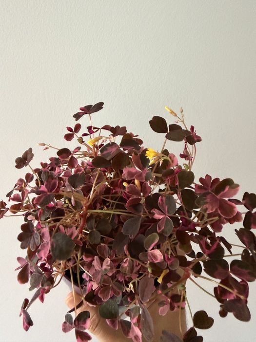 Oxalis crazy pink