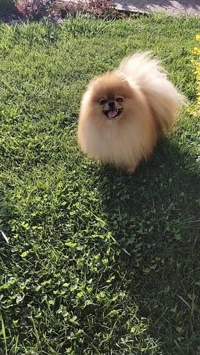 Вязка Померанский шпиц