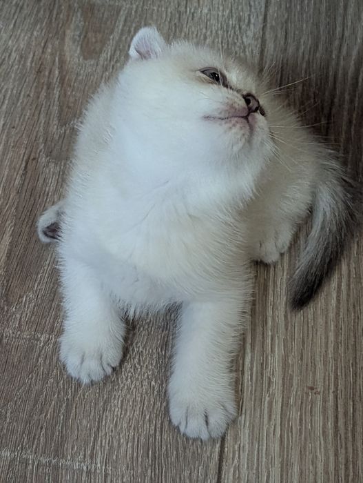 шотландські котята