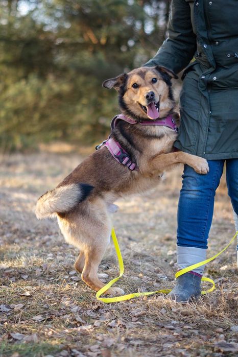 Porzucony młody Moris szuka spokojnego domku