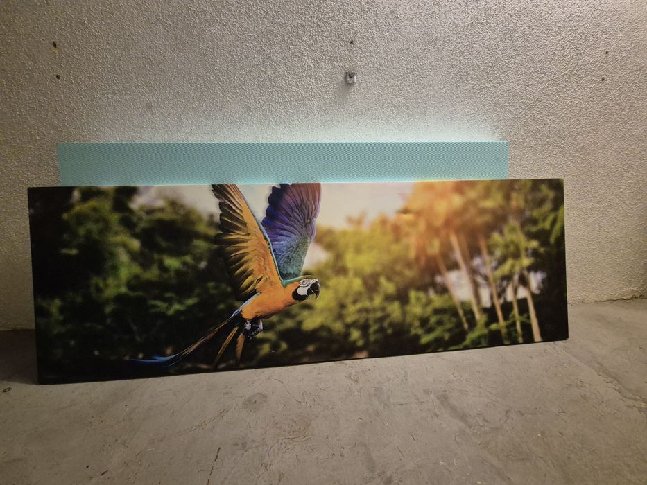 Quadro decorativo com temática de papagaio