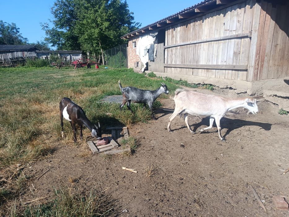 Продам кози різного віку та породи