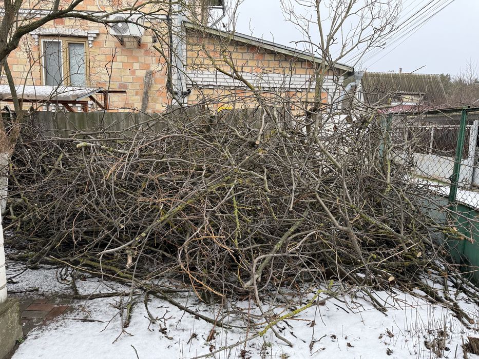 Безкоштовно. Самовивіз. Гілки горіха.
