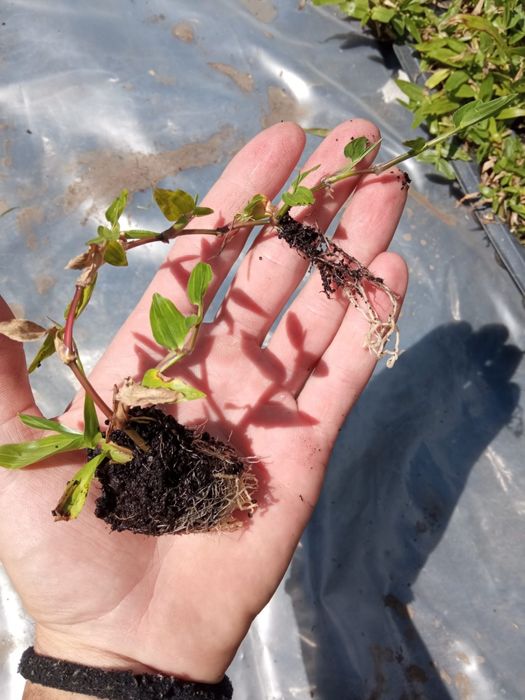 Relva Brasileira 84 pés