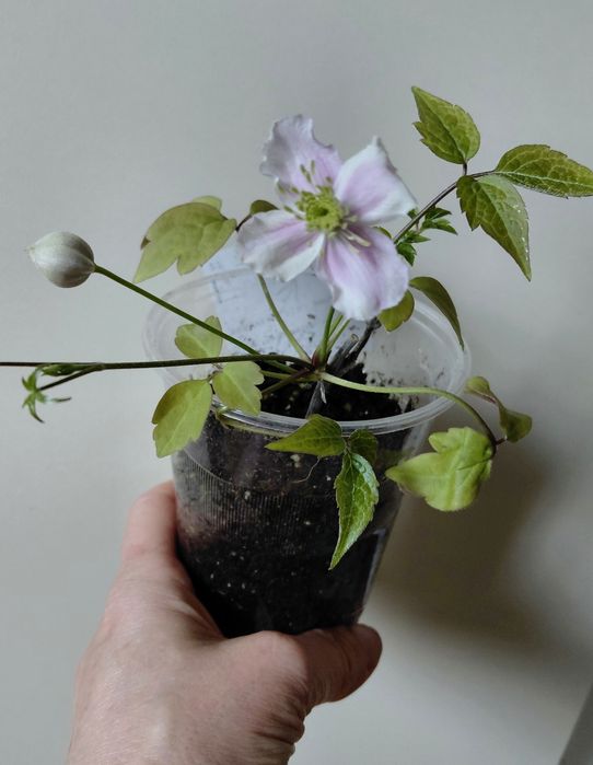 саджанці клематису Montana Rubens в контейнері