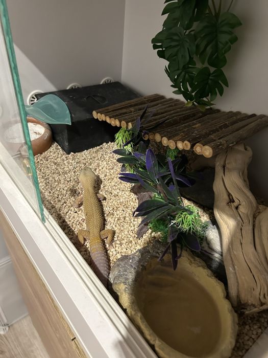 Gekon z terarium