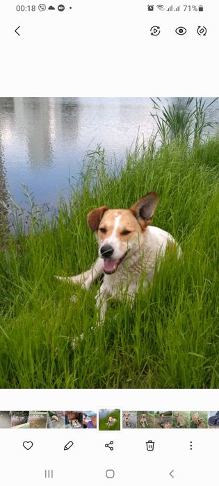 Кобель. Пропали собаки.