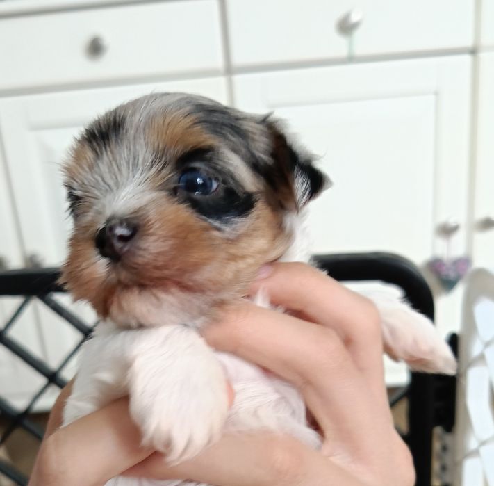 Sunia Yorkshire terrier malutka Bluebery