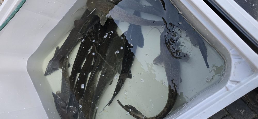 Jesiotr,  Sum, Amur, Karp  ryby do stawu