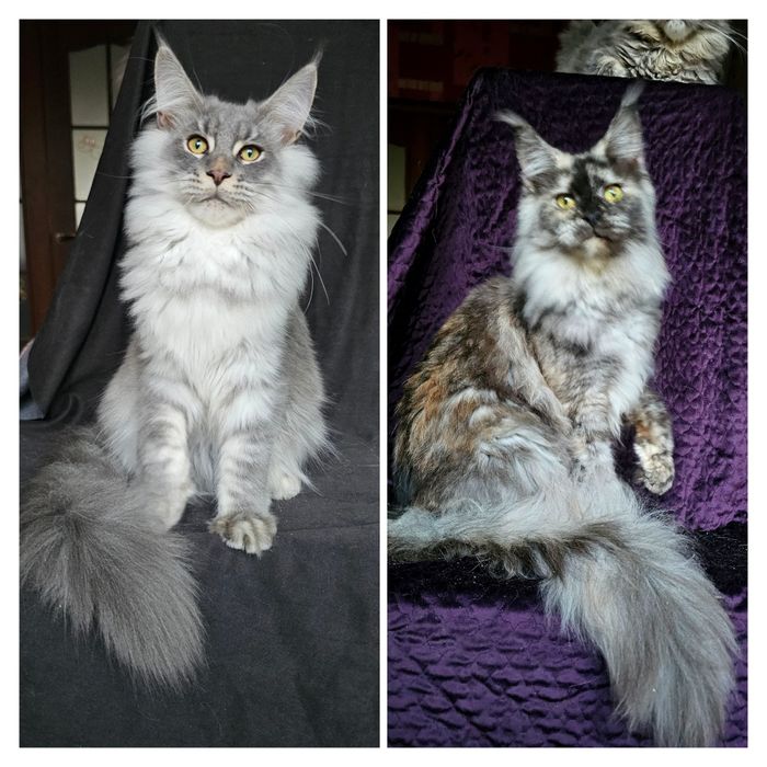 Розплідник пропонує кошенят мейн кунів