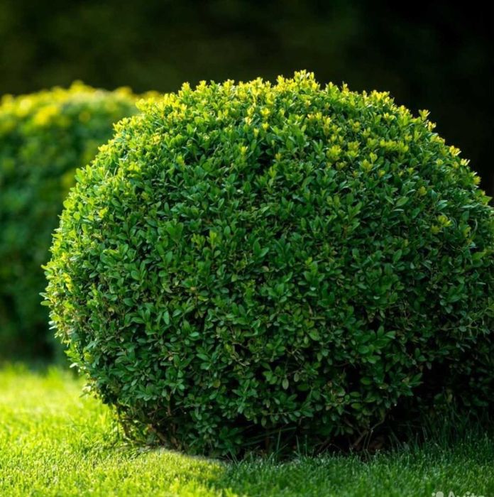 Саженцы САМШИТ Вечнозеленый