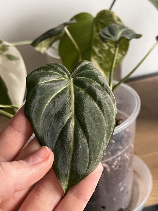 Wymienię philodendrona gloriosum