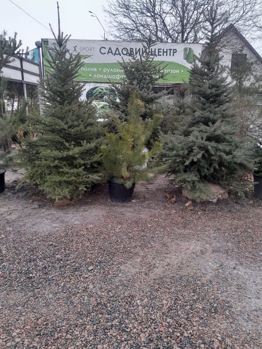 Садовий центр предлагает.