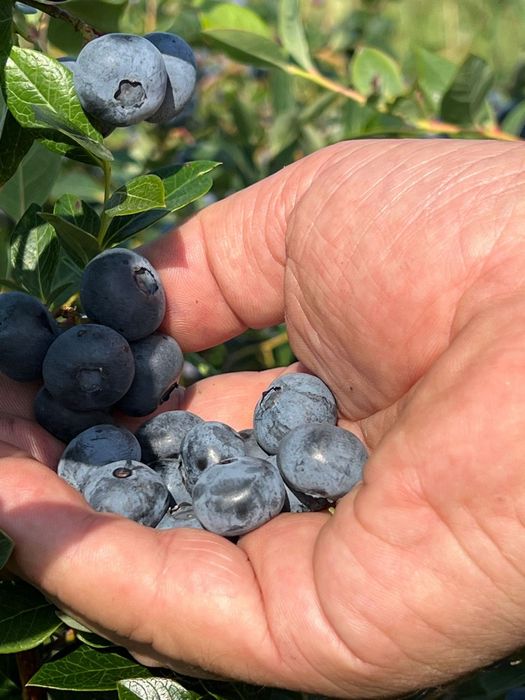 Mirtilos Biológicos - Dunas d' Ovar - terminou a epoca - nova Maio 25