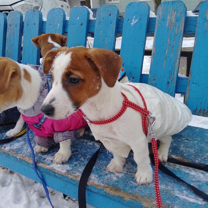 Цуценята Джек Рассел Терьер
