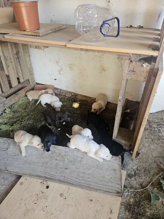 Cachorrinhos  Para Doar (todos doados)