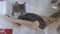 Cama para online gatos olx