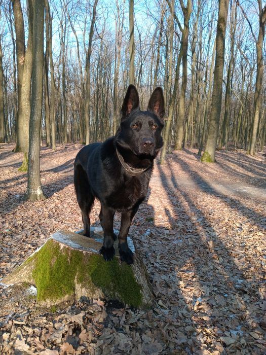 Німецька вівчарка, кобель для в'язки
