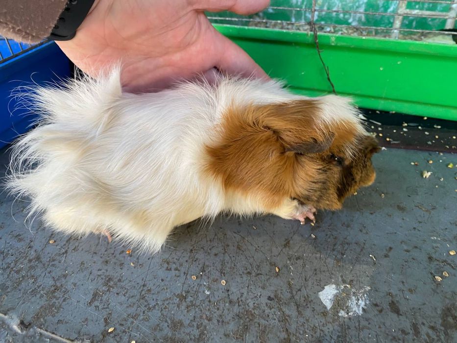 Морская свинка РОЗЕТКА