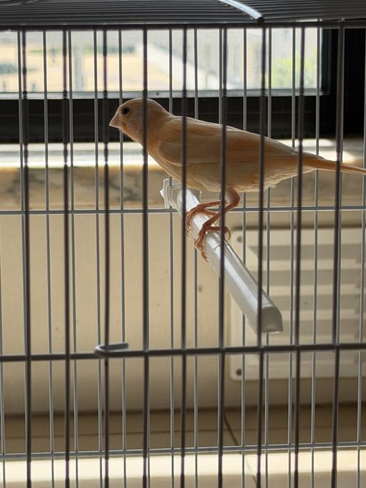 Canarios e gaiola