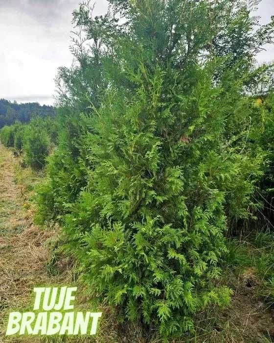 Tuja Brabant 250 , 220 cm SADZIMY (dostawa GRATIS cały kraj)