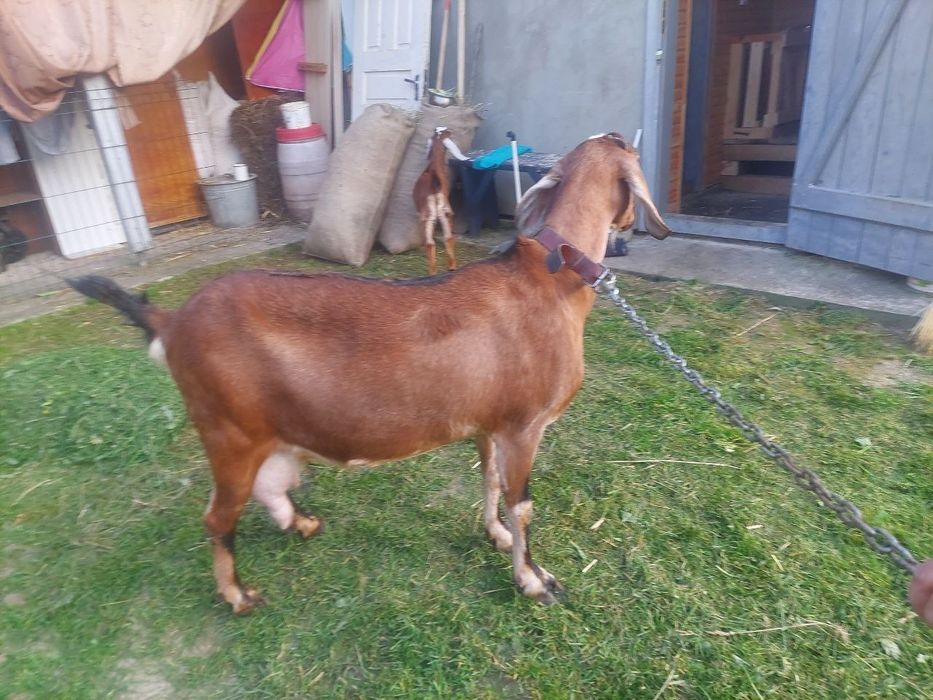 Парування кіз. 100% англо-нубійцем