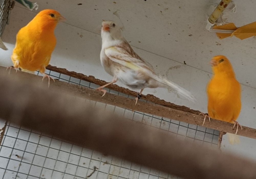 Kanarek,lilianki,kanarki samice,samce,phaeo,czerwone