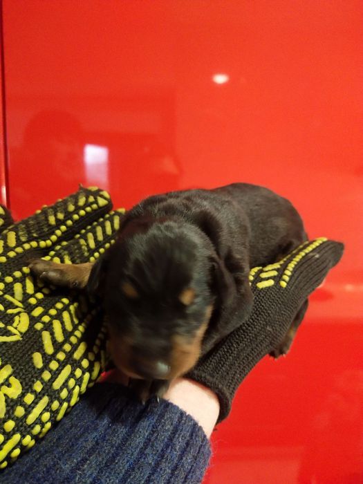 Приймаємо бронювання на цуценят породи ДОБЕРМАН, зявилися 07.11.2024.