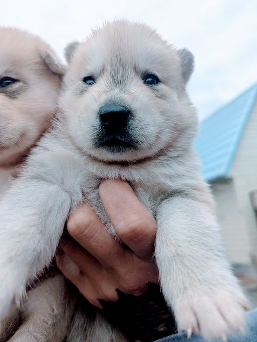 Щенят хаскі продам