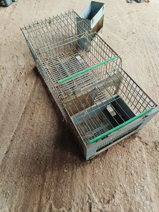 Coelheiras com ninhos