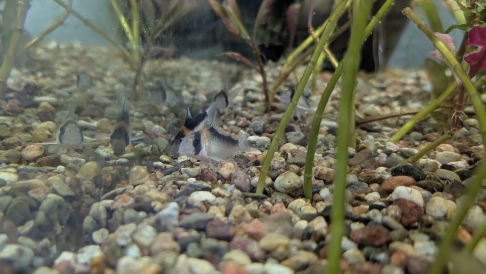 Kirysek adolfa polecam