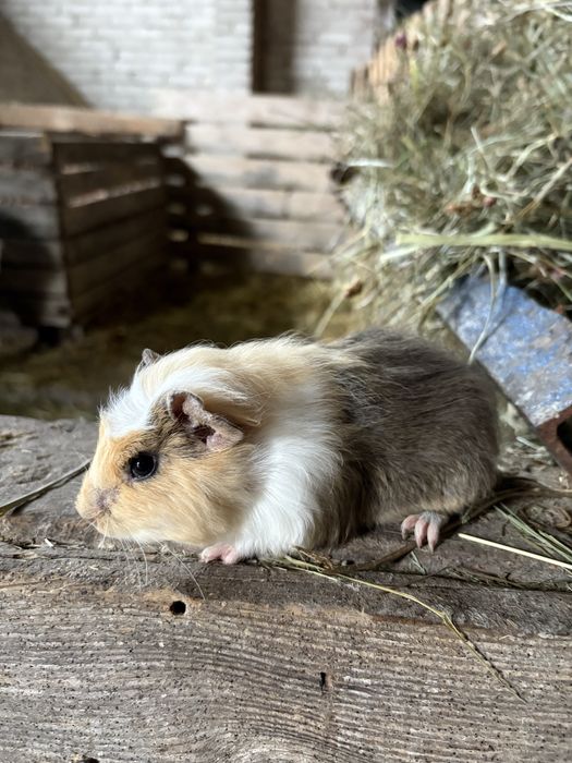 świnka morska samiczka