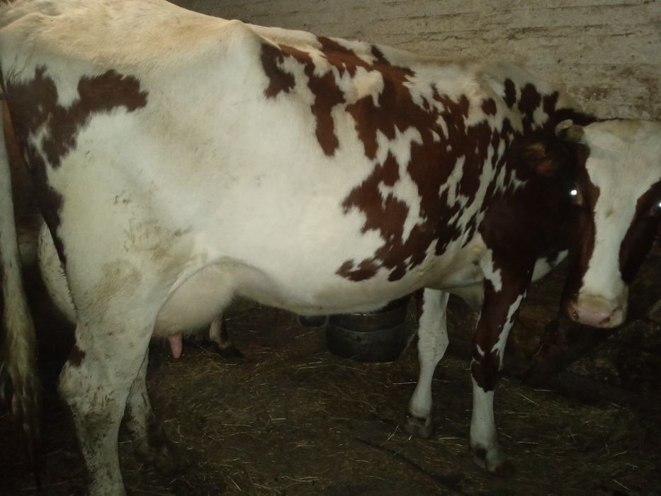 Продам корову айширку!